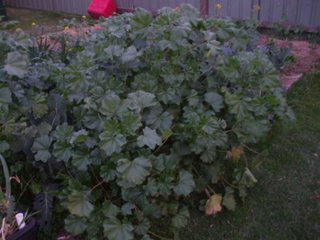 A mallow bush in one of our veggie patches
